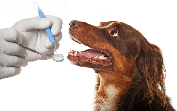 Pet Dental Hygiene | Veterinarian in Tyler, TX | Pet Veterinary Clinic
